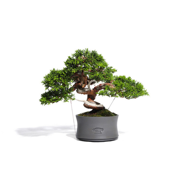 真柏　-Japanese Juniper-　（推定樹齢30年）-M0011- 詳細画像